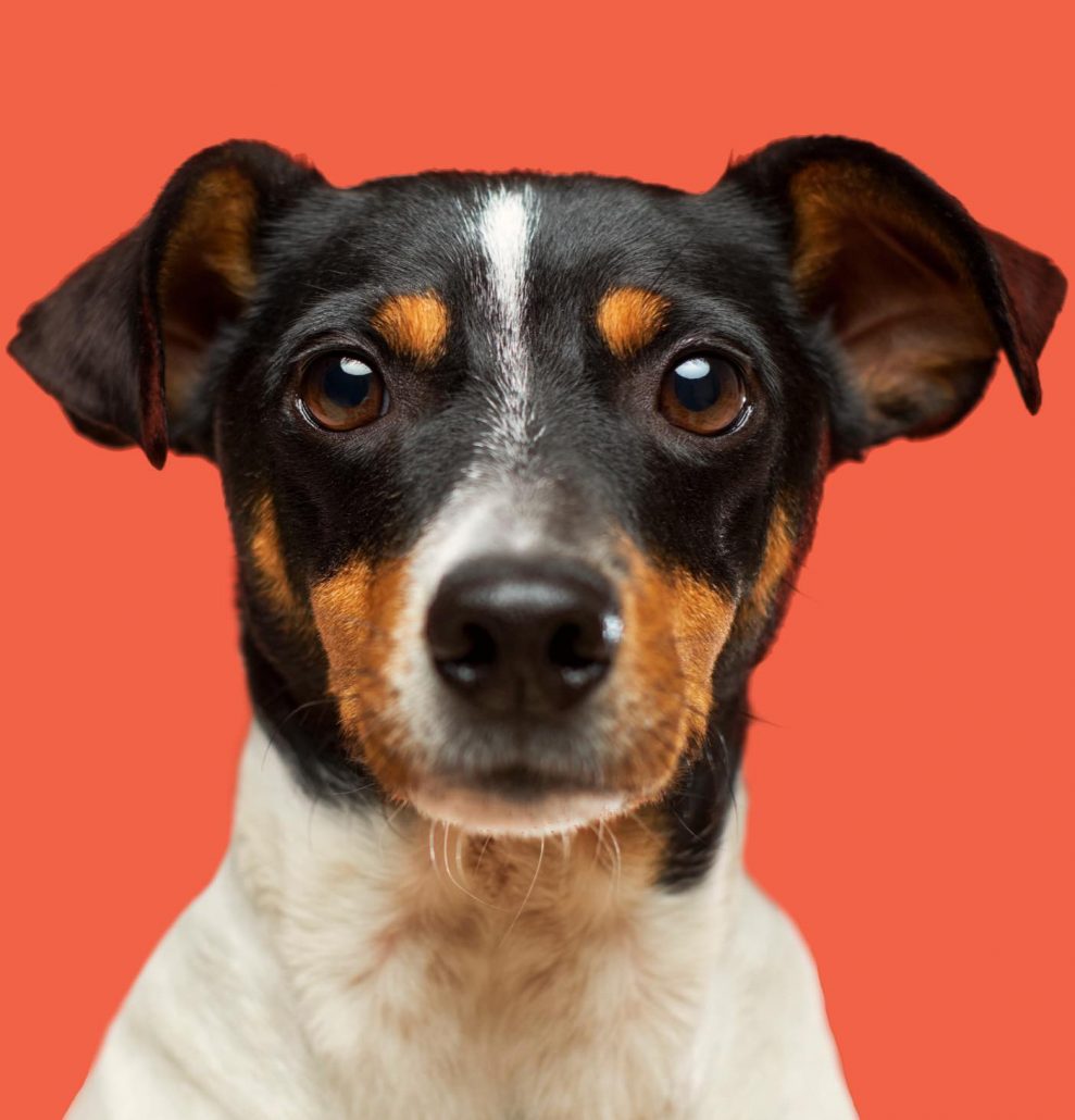 Hero-Dog